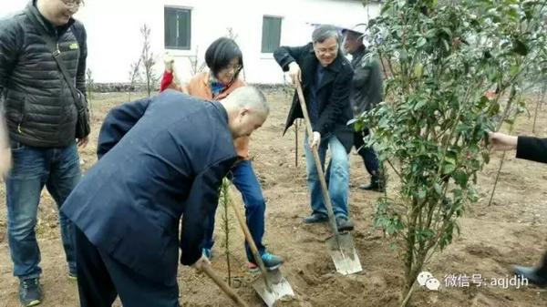 大家一起植树