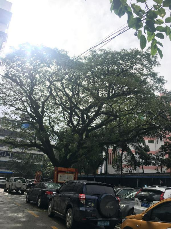 教堂周围的雨树是外国传教士带过来的