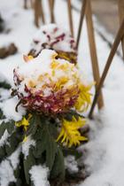 雪中的秋菊